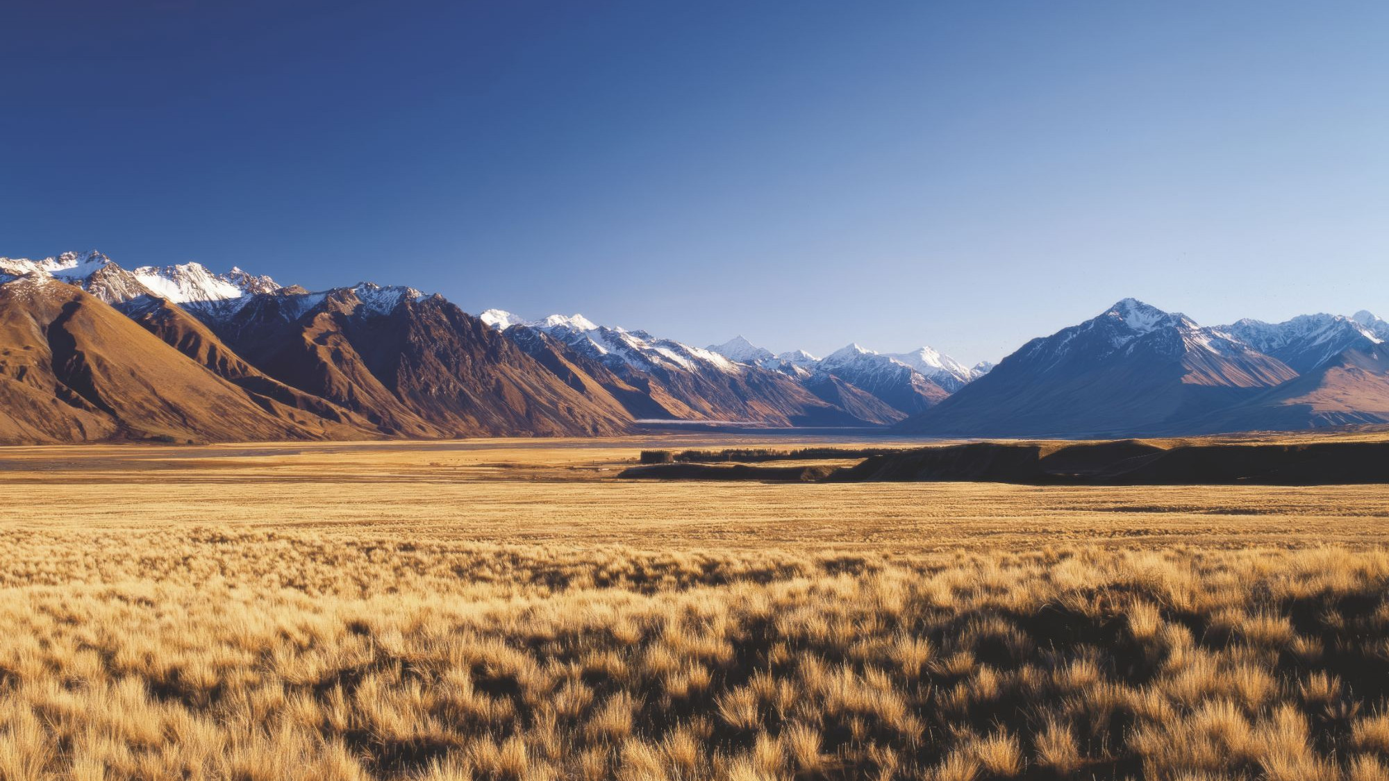 Golden tussock plain beneath snow-capped mountains in the South Island high country